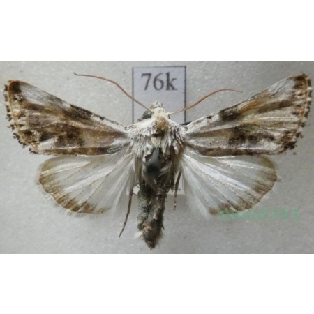 Calophasia opalina (Esper, 1793) Slovakia76k
